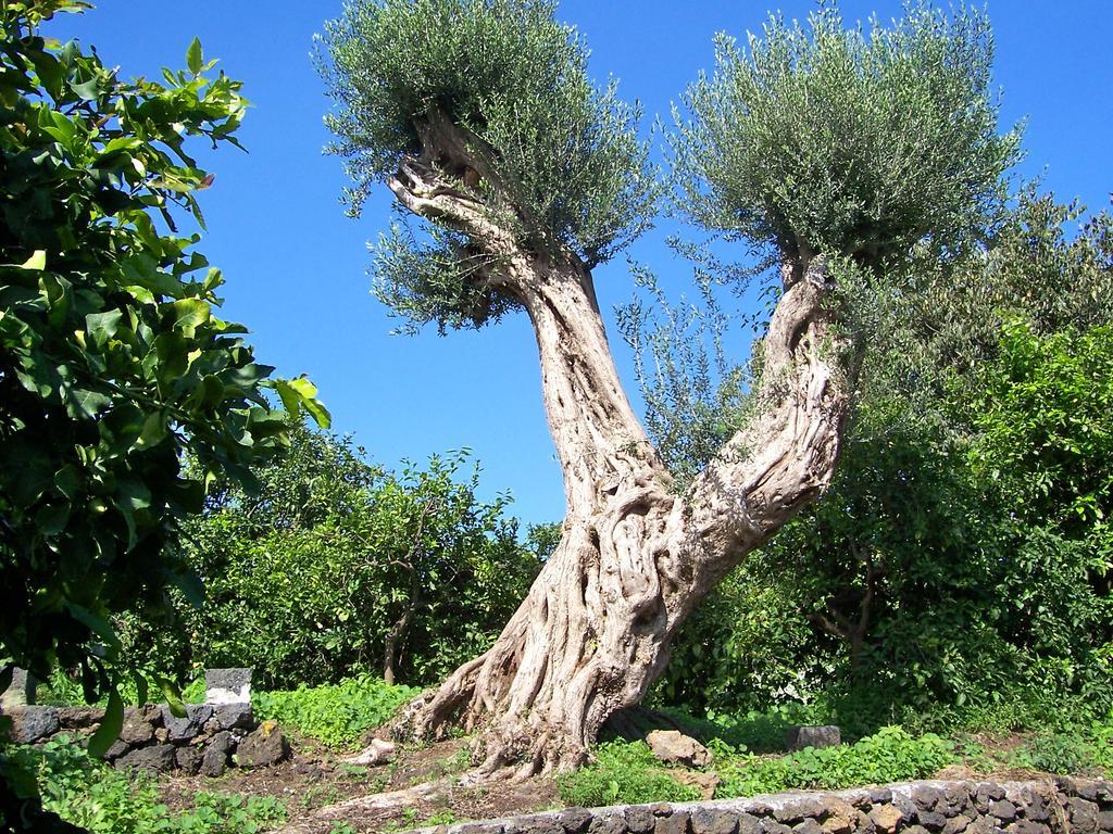 Villa Il Limoneto Acireale Extérieur photo