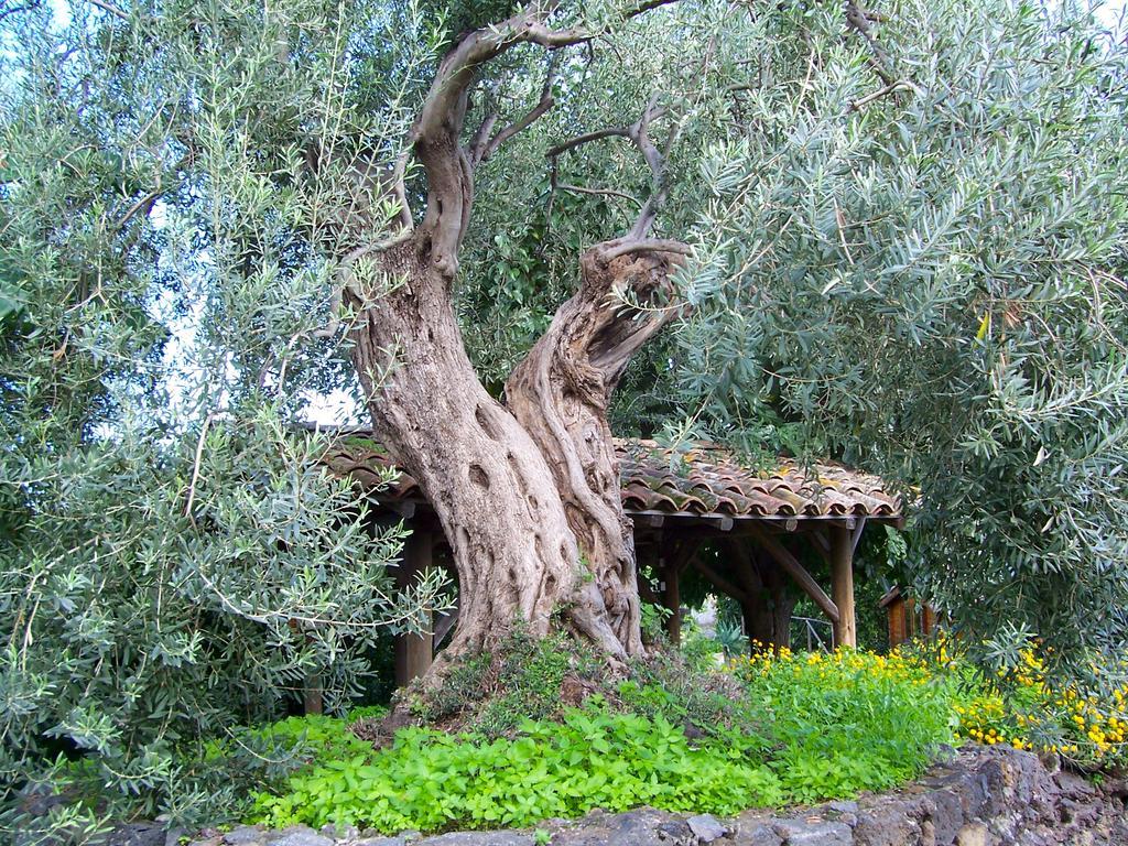 Villa Il Limoneto Acireale Extérieur photo